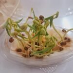 Magic of Growing plants